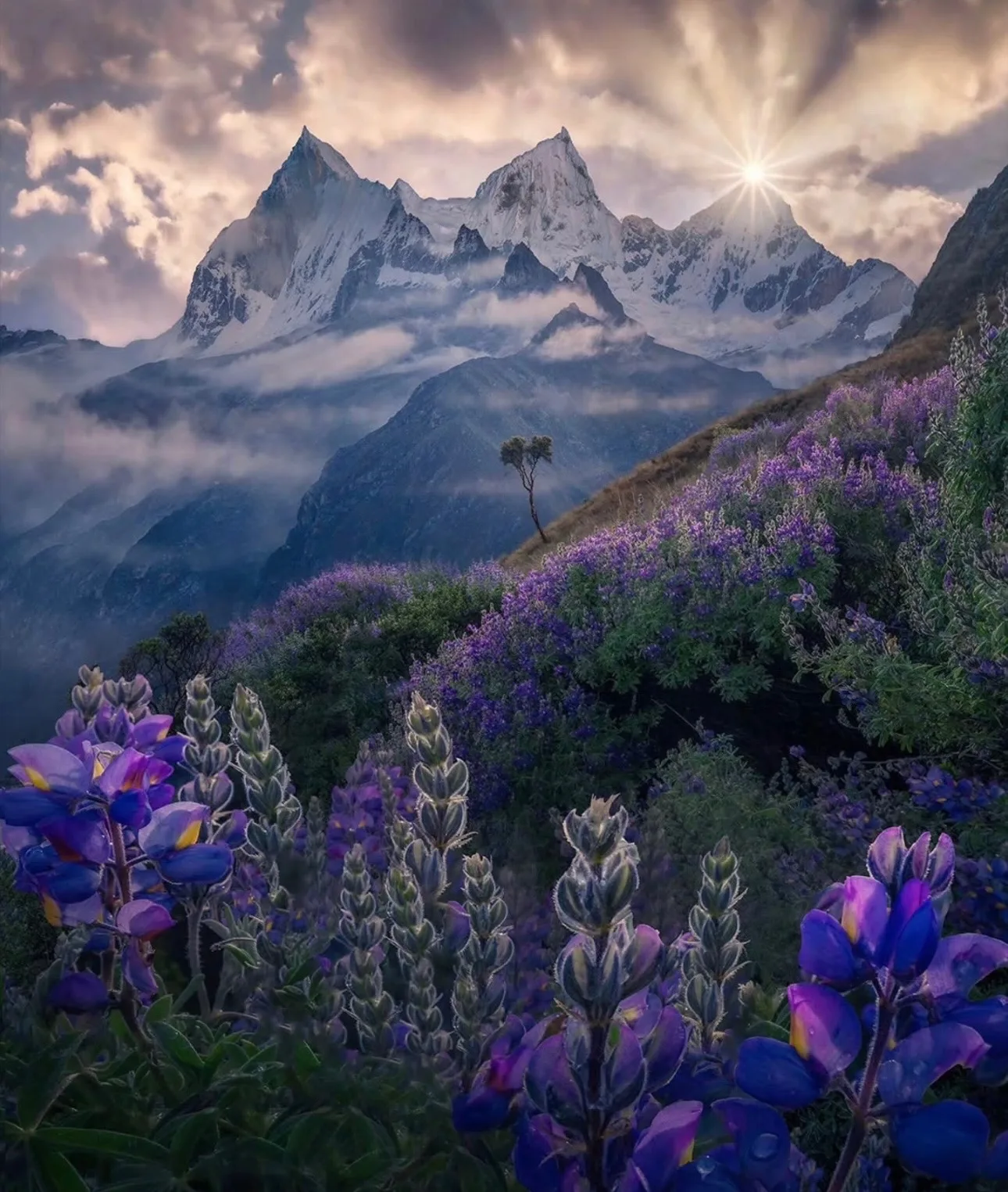Purple wildflowers beneath mountain peaks